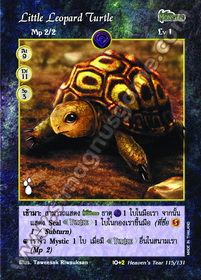 Little Leopard Turtle
